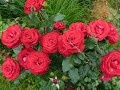 Вы купили саженец розы в феврале? Несколько способов как сохранить розы до посадки в открытый грунт.