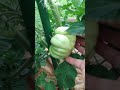 Tickling the Tomatoes