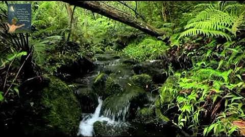 ✨ سورة الحجرات كاملة بصوت خاشع يلامس القلب للشيخ هزاع البلوشي 🌿