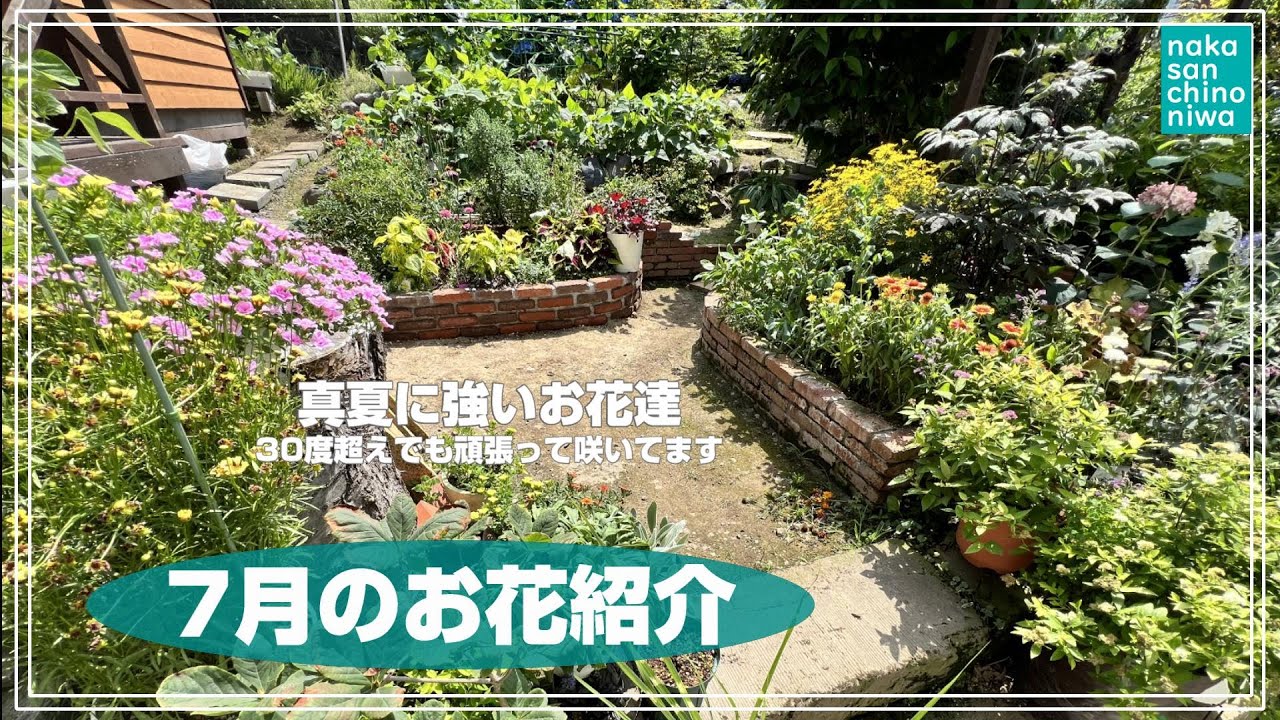 お花紹介] 7月に咲いたお花の紹介 ガイラルディア エキナセア ユリ 