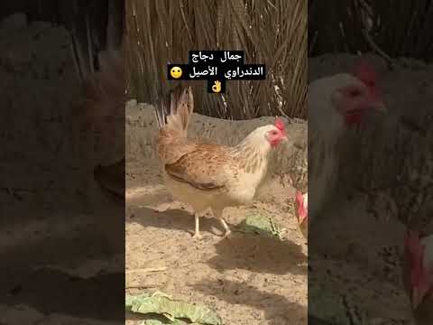 دجاج دندراوي اصيل دجاج تربية جمال الدجاج العربي النقي