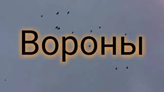 Виталий Аляров - Вороны