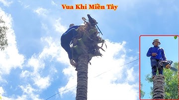 Vua Khỉ (Ba Tùng) cưa và chia sẻ cách x.ử lý phần đ.ầu của cây Dừa như thế nào? Cutting coconut tree