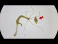 HYDRA Hunting A Water Flea