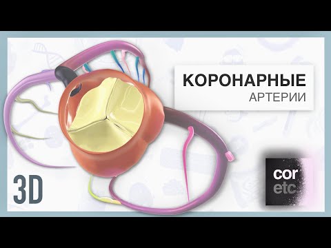 Анатомия коронарных артерий 3D