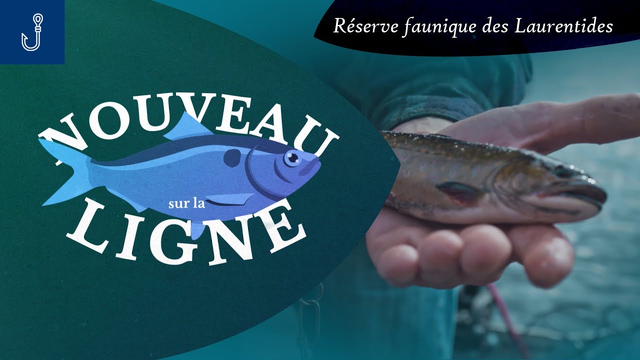 Réserve faunique des Laurentides | Nouveau sur la ligne