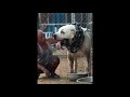 GREAT CENTRAL ASIAN SHEPHERDS.The biggest ferocious dog.Alabai.huge dog.Giant dog.powerful