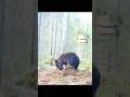 Hunter’s courage, the bear unaware the end is near #hunting #bear #chassi