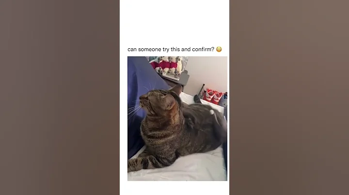 Video 11224561: cat dog animals funnycats, cats dogs funny animals