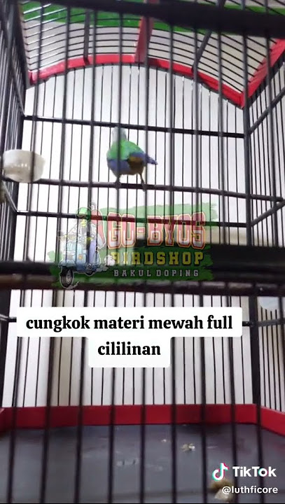kicau moli moli 01 cunkok cililin