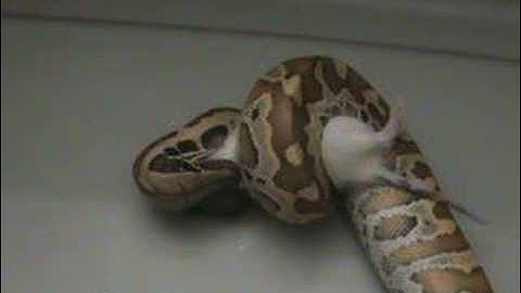 Blood Pythons First Rat Part 1/4