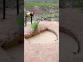 Innovative Parrot Trap Working 100% #youtubeshorts #shorts