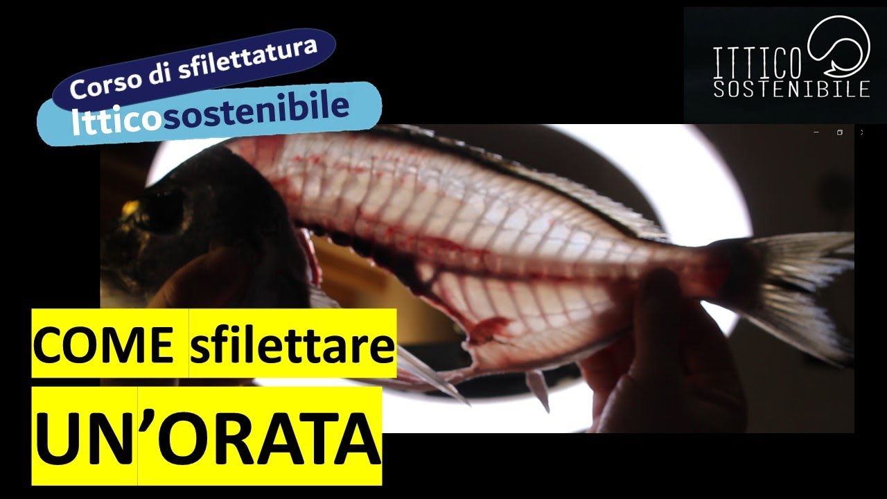 Corso di sfilettatura pesce - Prima puntata: sfilettare un'orata