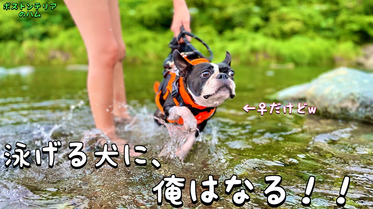 水嫌いの愛犬を泳げる犬にさせてあげたい Youtube