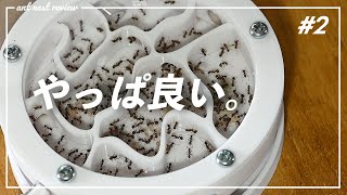 【アリ飼育】新型Ant case Type Cを最速レビュー！#2 【引越し＆2ヶ月使用】