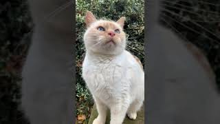 Mr Ginger Bread Cat - A cute flamepoint Siamese rescue Cat