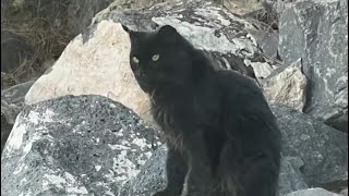 Cedar City Council approves 'lifesaving' ordinance to implement a community cat program