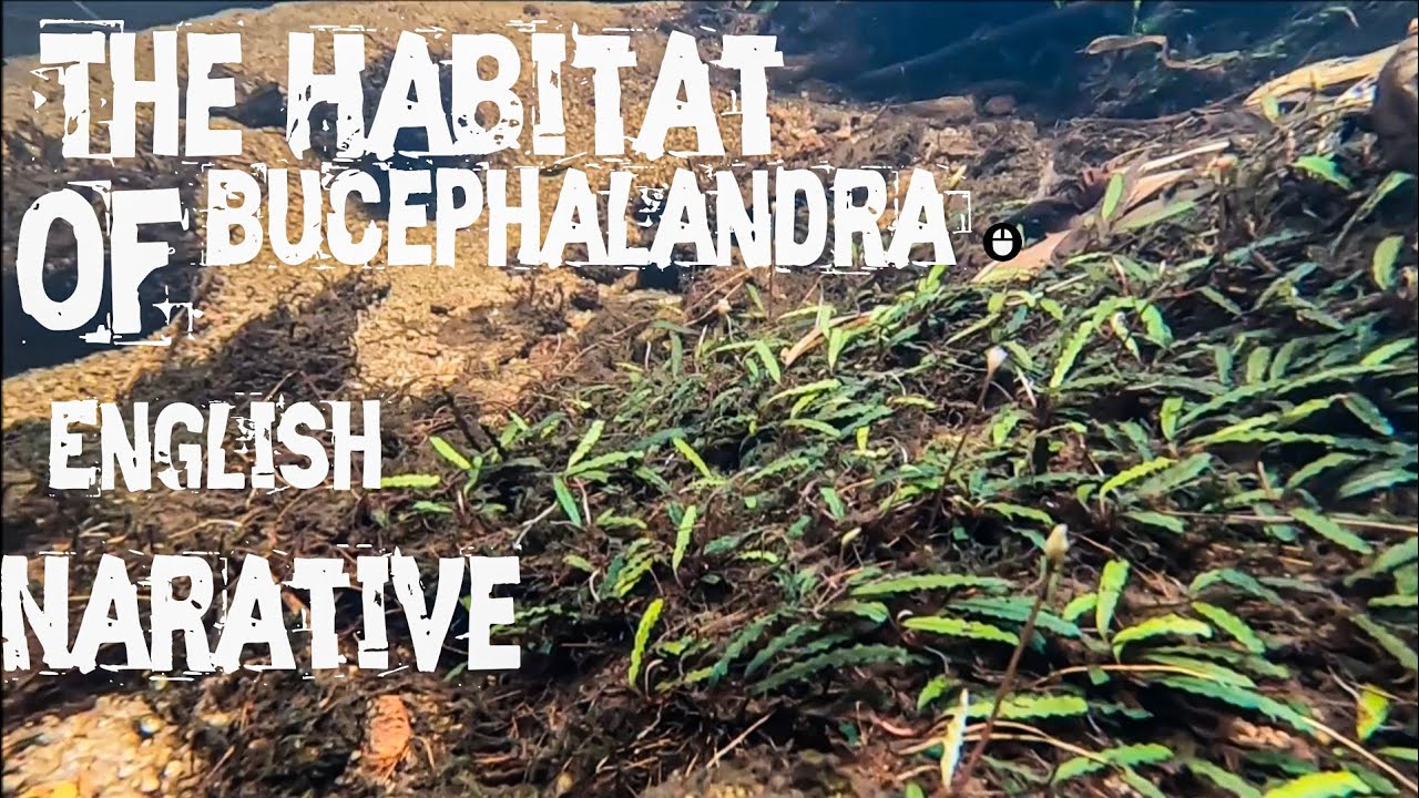 The Habitat of Bucephalandra in Borneo - YouTube