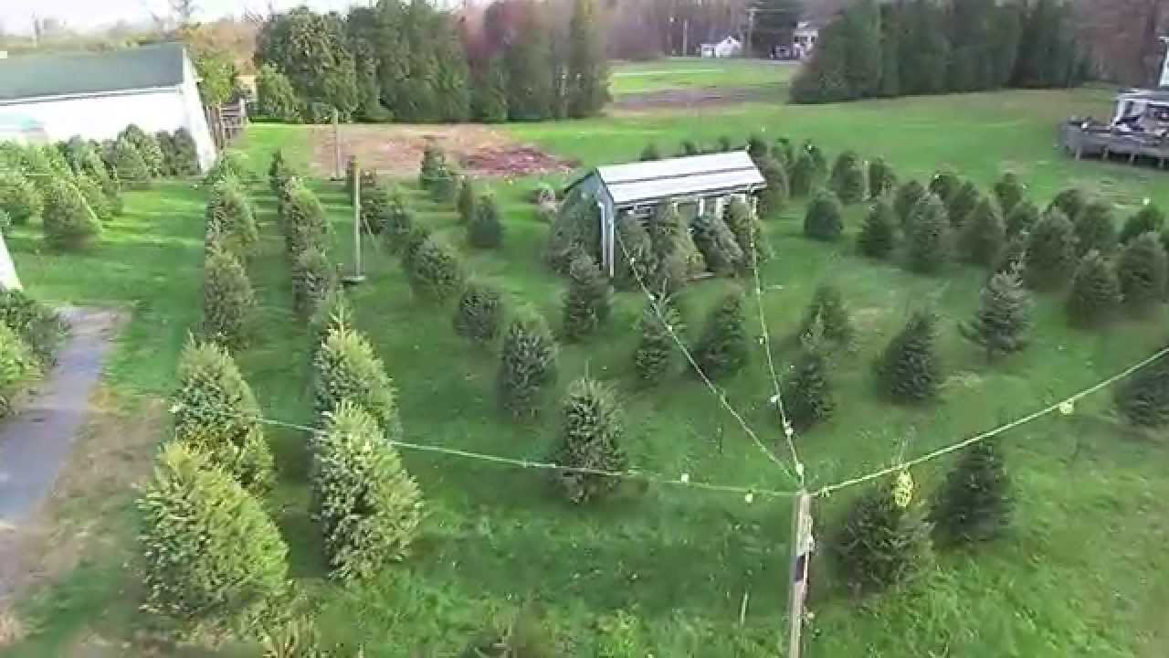 How to buy a Christmas Tree in Douglassville Pa YouTube