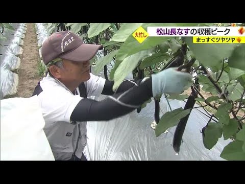 バーベキューにも！郷土野菜「松山長なす」出荷ピーク　甘さ柔らかさ良し【愛媛】 (23/07/19 18:30)