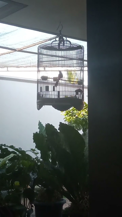 burung murai kembang teras#shorts#shortsyoutube #shortvideo #muraibatu #murai #burung