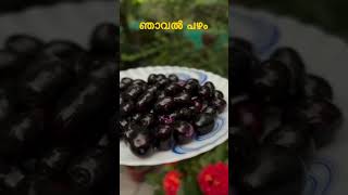 ഞാവൽ പഴത്തിന് ഔഷധ ഗുണങ്ങൾ
