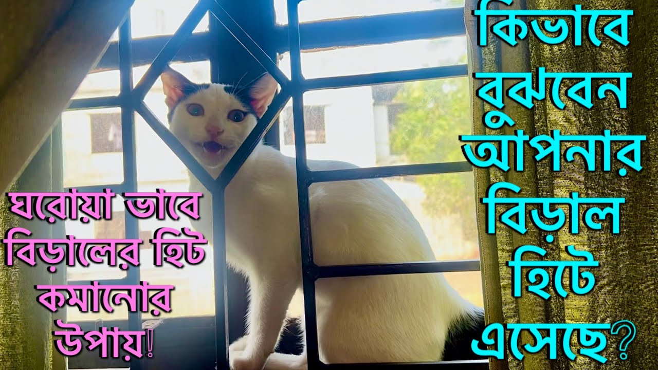 বিড়ালের হিট(Heat)কি?বিড়াল হিটে আসলে কি কি লক্ষণ দেখা যায়?সাময়িক ভাবে হিট কমানোর উপায়|Cat Heat Preiod