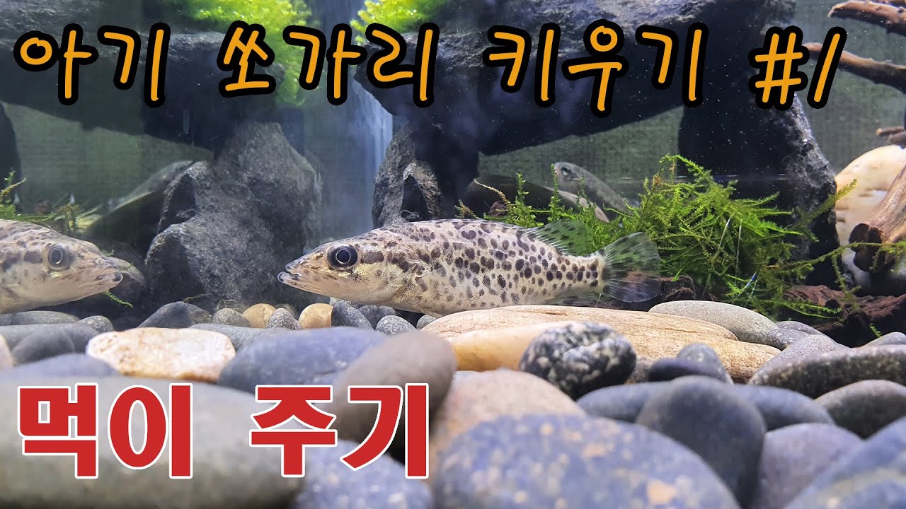 송사리 잡아서 엄청난 식욕을 가진 아기 쏘가리 배부르게 먹여주자.