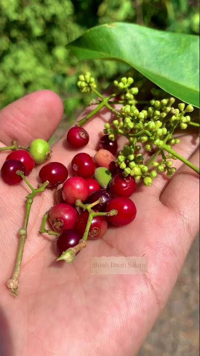 Buah salam ternyata enak banget woiii #daunsalam #buahsalam #trendingshorts