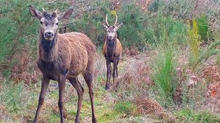 PIÈGE PHOTO ANIMAUX : CERFS ET SANGLIERS