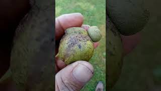 look at this nut or nuts nature nuts  outdoors shorts oddlysatisfying