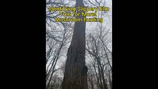 Honey hole! Morel mushrooms! Slippery Elm tree identification! Look at the end!!!!!! #shorts