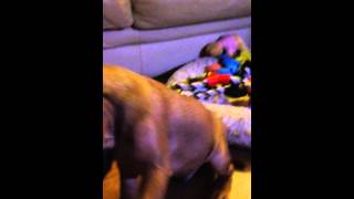 Ozzy The Staffordshire Bull Terrier