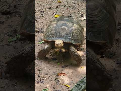 Video: Jesu li afrička oštra kornjača ugrožena?