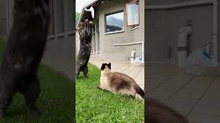 Cats jumping around featuring a #siamesecat