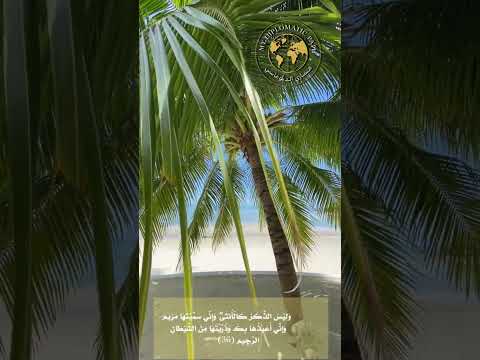 الآية رقم 36 من سورة آل عمران
