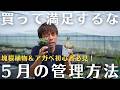 ５月の管理方法！初心者必見！の管理方法【塊根植物＆アガベ】