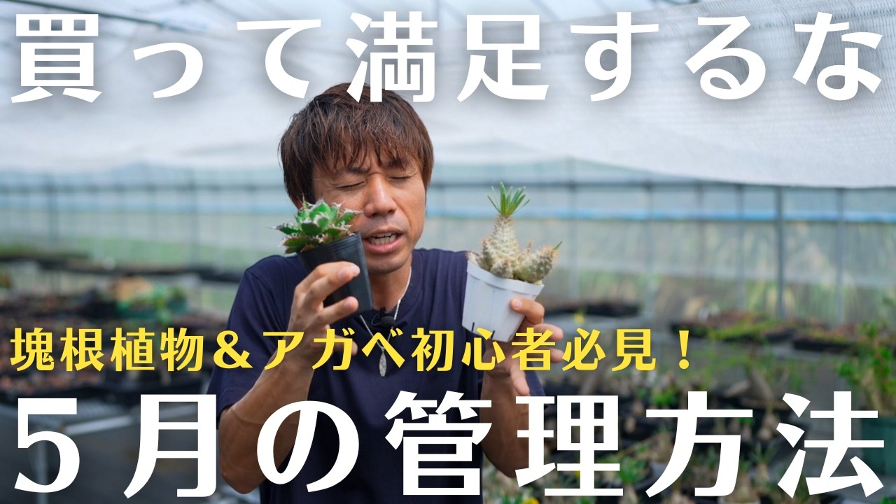 ５月の管理方法！初心者必見！の管理方法【塊根植物＆アガベ】