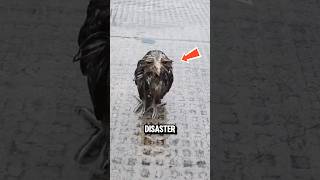 The Real Reason Why Birds Have Waterproof Feathers‼️😱