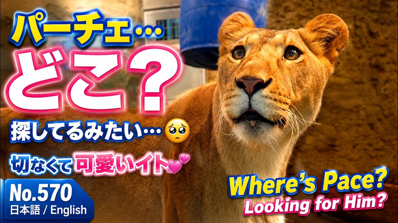 No.570【切ない…】パーチェを探し続けるイト。同居訓練で見せた健気な