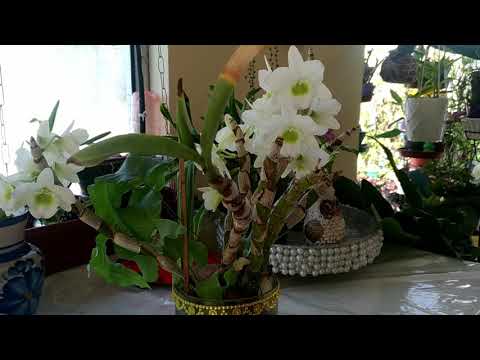 Vídeo: Plantadores Ikea: Escolhemos Plantadores Suspensos Para Orquídeas E Outras Flores, Características Dos Vasos De Flores Brancas 