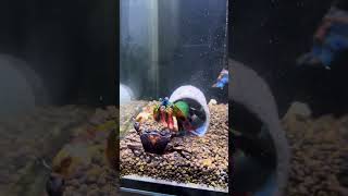 Tiny Monster vs Hard Shell | Mantis Shrimp Attacks a Crab!