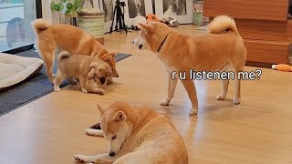 Shiro Protests as Everyone ignores the 'Head of de Pecc'