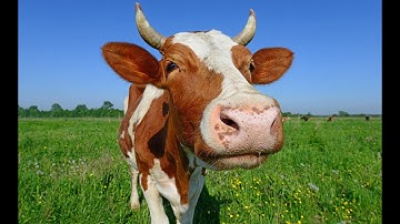 My worst JToH fail (so far) [I did not get the button so I got softlocked]