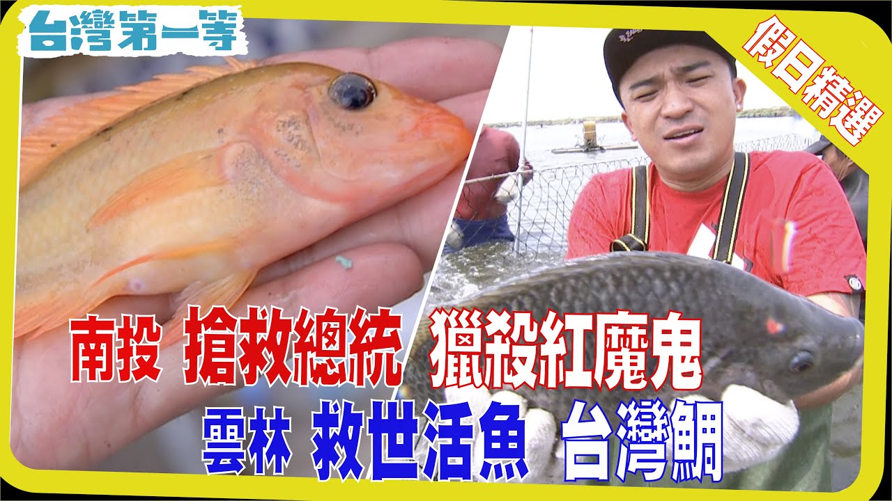 台灣第一等《搶救總統魚  獵殺紅魔鬼 / 鹽烤鎖甘甜  酥炸鮮魚味 / 救世活魚台灣鯛  膠原蛋白處處有 / 魚鱗眼角膜  新環保魚翅》假日精選