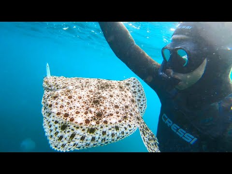 Video: Cum Se Desfășoară Pescuitul Submarin
