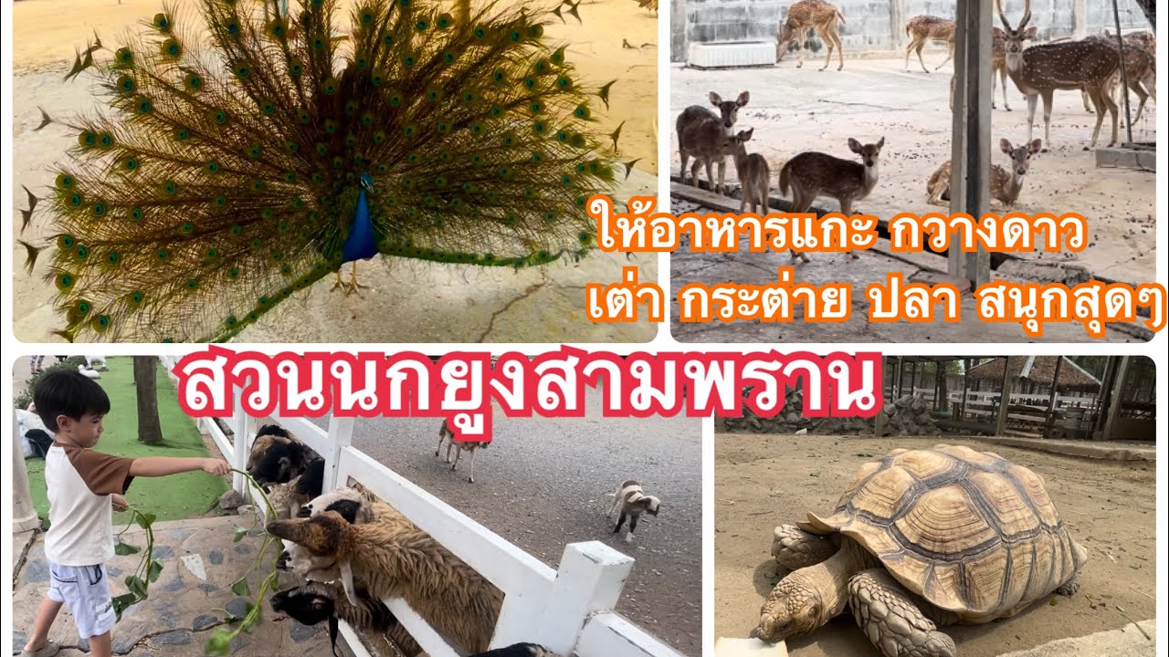 Ep.40 สวนนกยูงสามพราน จ.นครปฐม สวนสัตว์ที่ีให้อาหารนกยูง แกะ กวางดาว เต่า กระต่าย ปลาคราฟ