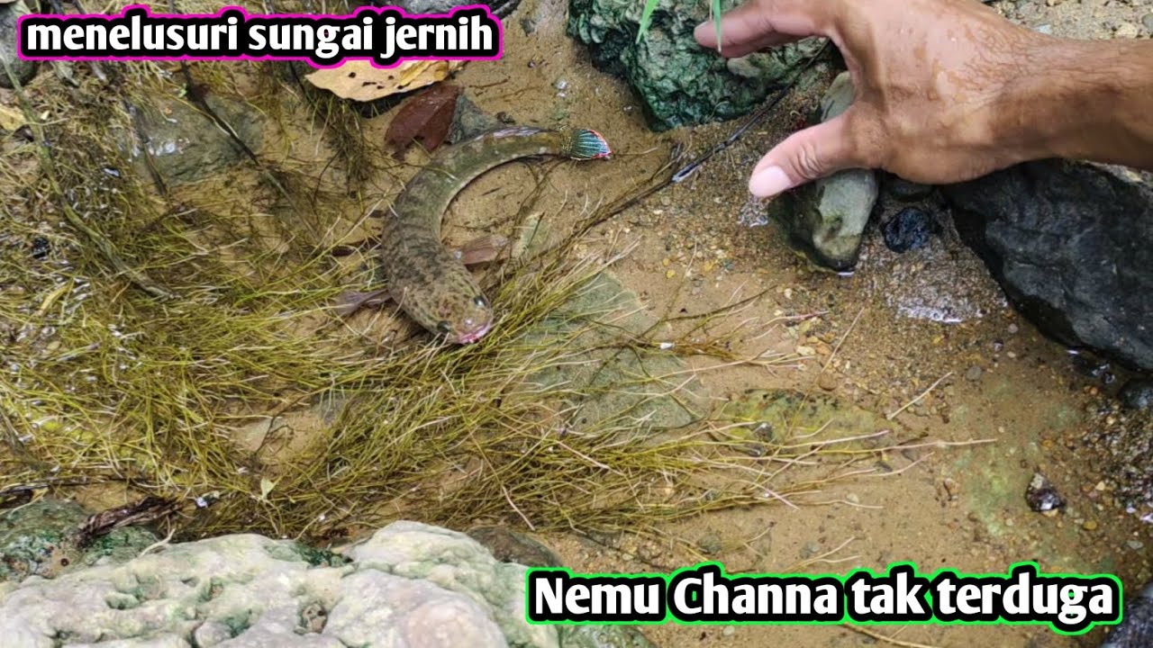 MENELUSURI SUNGAI AKU NEMU CHANNA TAK TERDUGA DISINI