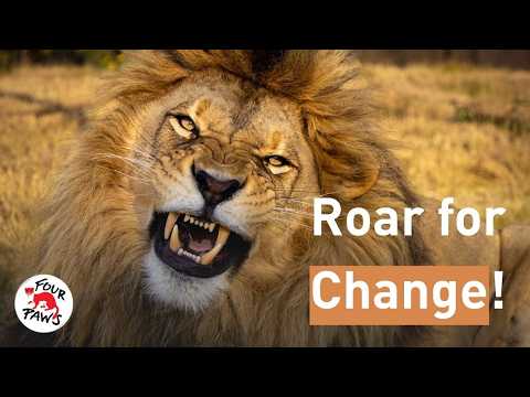 Roar for Change! #WorldLionDay 🦁 | FOUR PAWS
