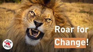 Roar For Change Four Paws